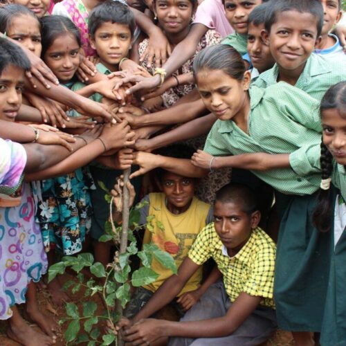 School Sapling