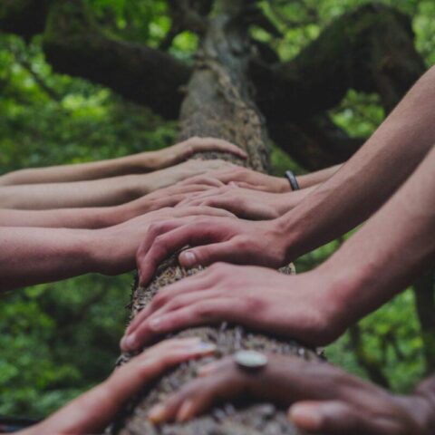 Adopt a Tree